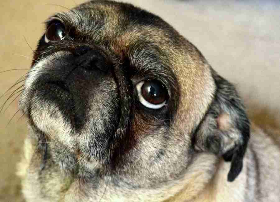 signs of pug aggression