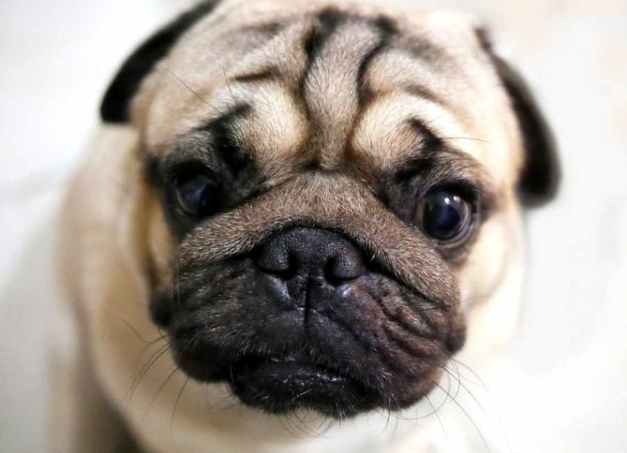 Pug Wrinkles