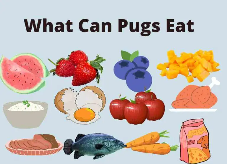 What Can Pugs Eat [23 Safe Foods for Pugs]