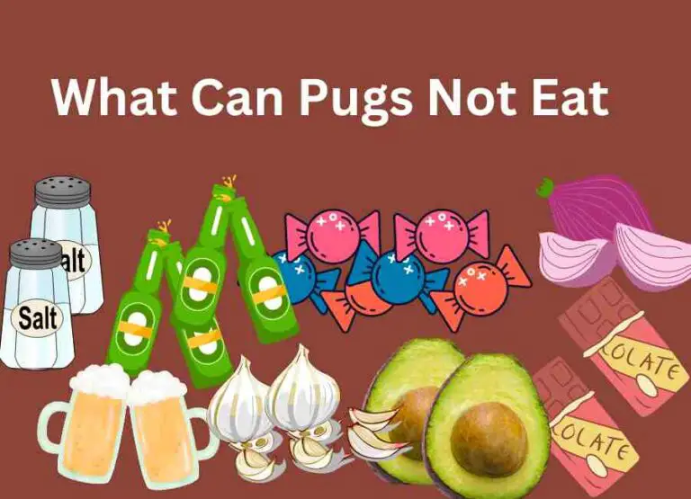 What Can Pugs Not Eat [15 Unsafe Foods]