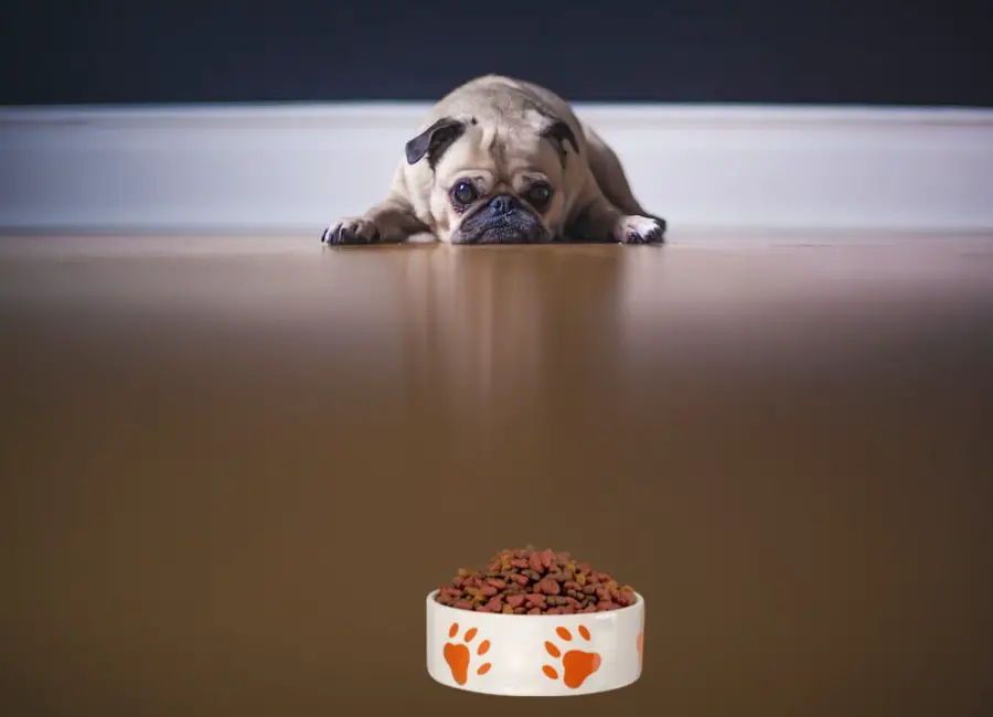 How Much Should a Pug Eat