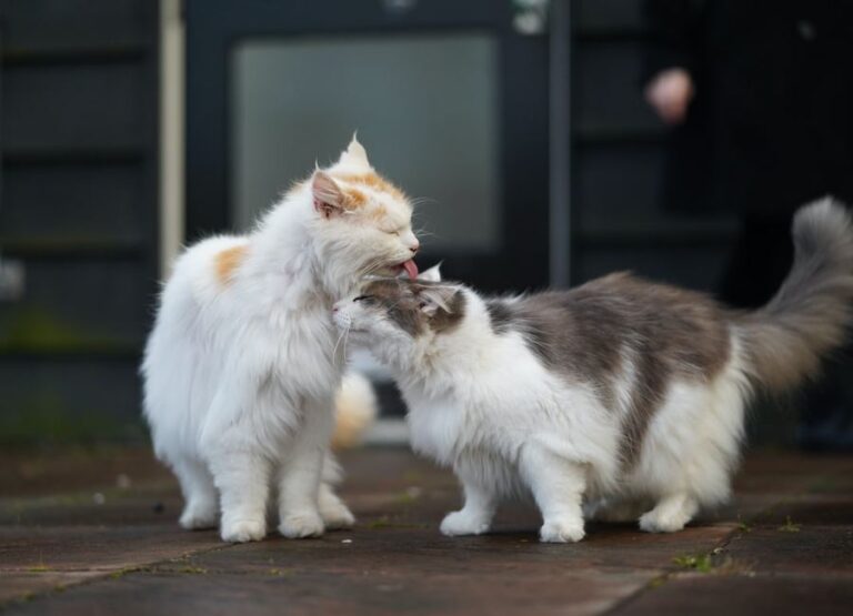 9 Reasons For Cat Biting Other Cat & Tips