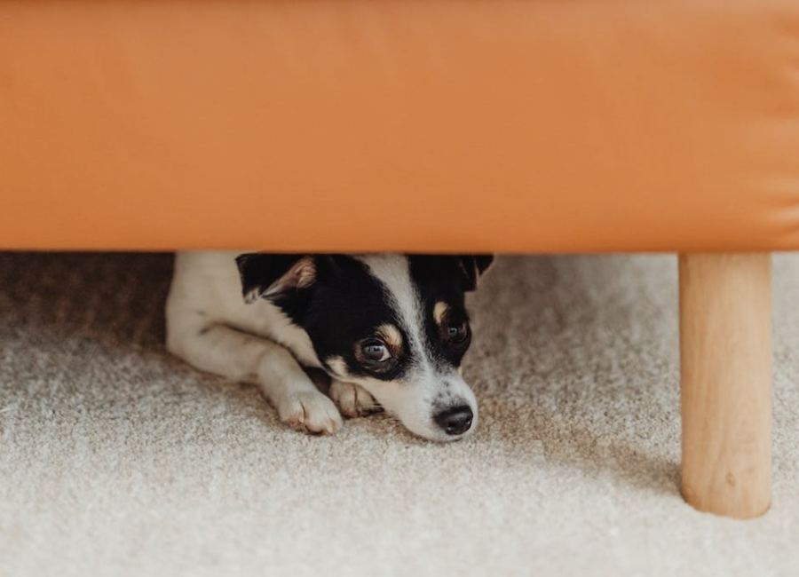 Dog Hiding Under Bed and Not Eating