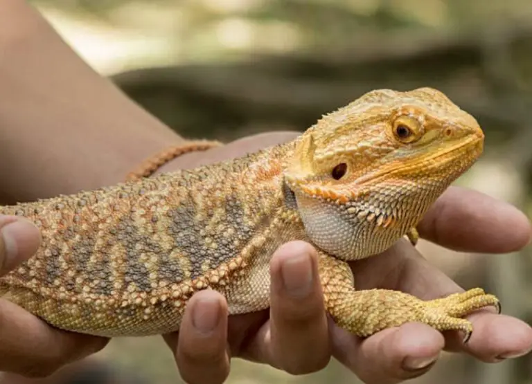 How to Know If Your Bearded Dragon Is Happy [12 Signs]
