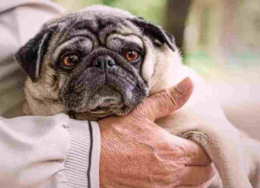Ways to comfort a dying pug