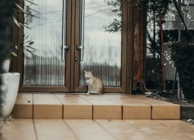 Transition Outdoor Cat to Indoor [11 Helpful Tips]