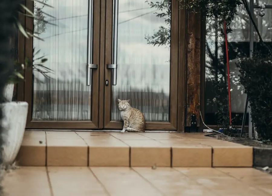 Transition Outdoor Cat to Indoor
