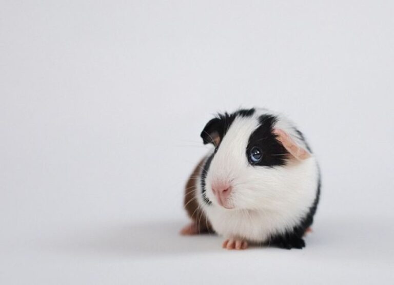 What Causes Bumblefoot in Guinea Pigs [Find Out Here]