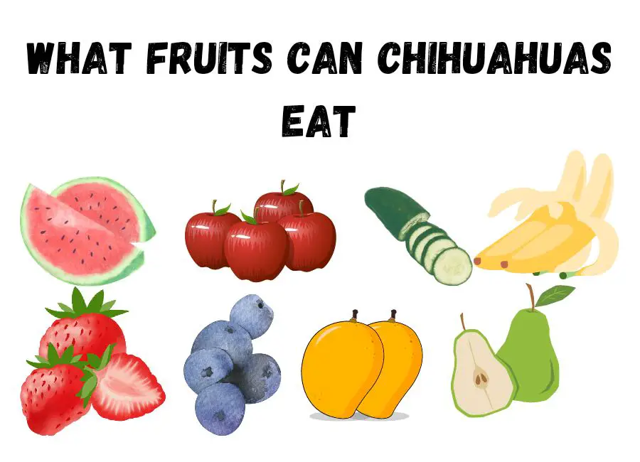 What Fruits Can Chihuahuas Eat