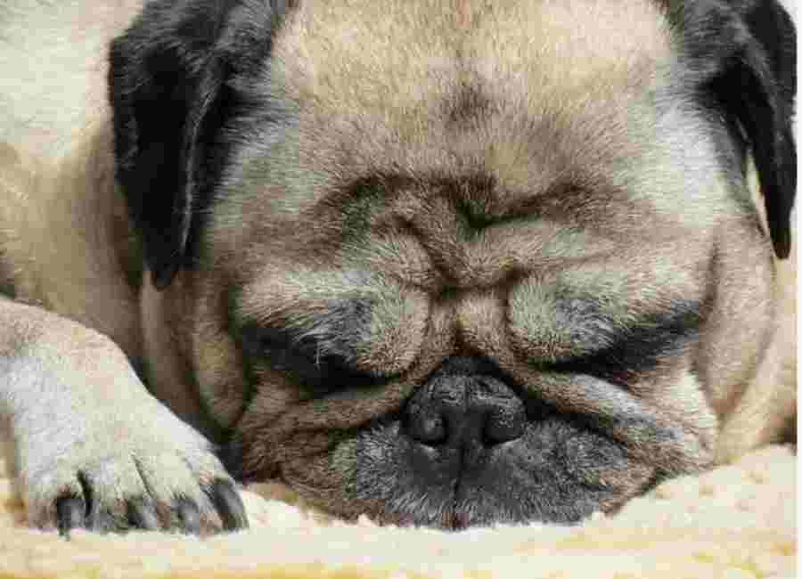 Potential Dying stages of pugs