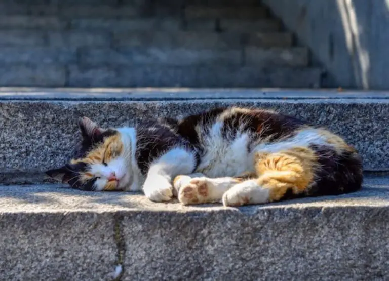 Why Does My Cat Sleep Outside My Door [See 9 Reasons]