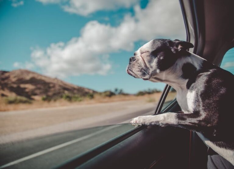 Why Does My Dog Drool so Much in the Car [11 Hints]