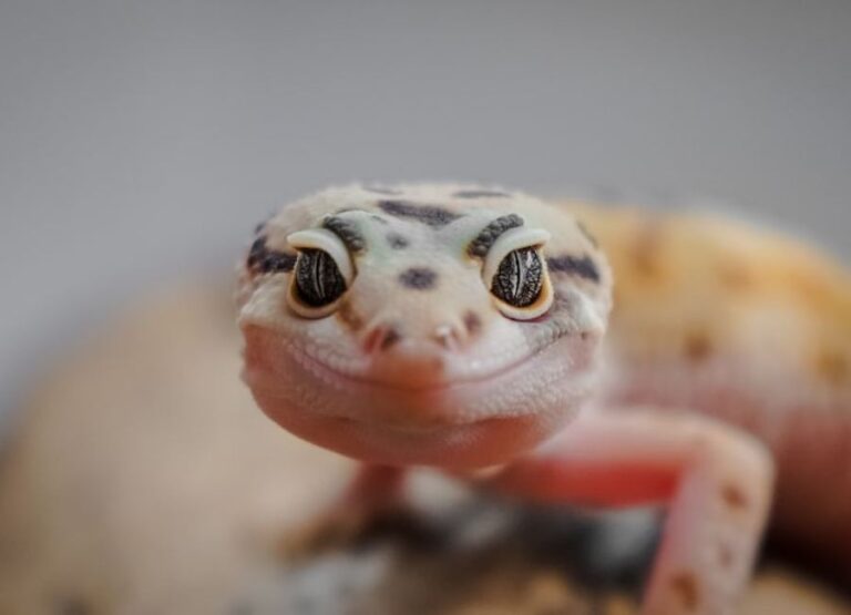 Why is My Gecko Not Eating [10 Reasons With Solutions]