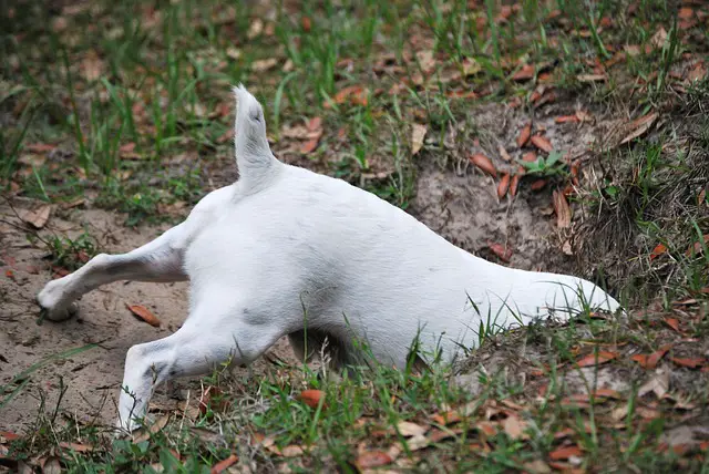 Dangers of Unsupervised Digging in Dogs