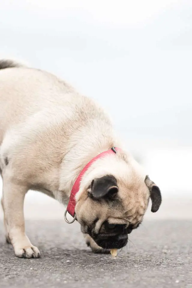 Ways to get a Pug to start eating