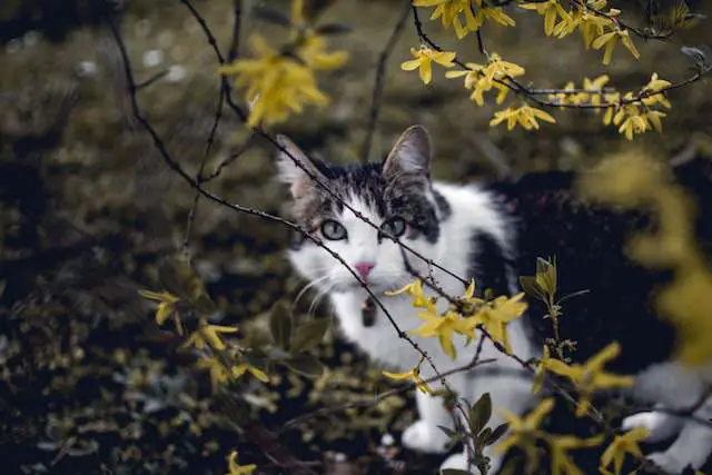 Benefits of Outdoor Cats