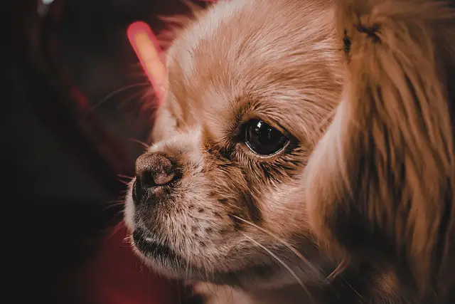 Ways to stop Pekingese crying