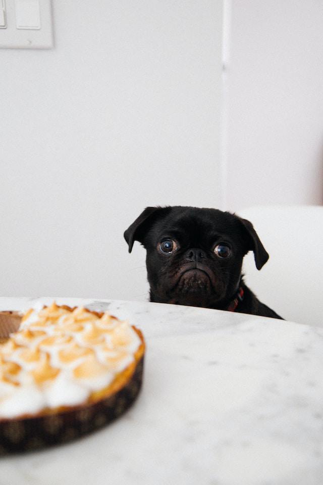 Reasons a Pug May Not Be Eating