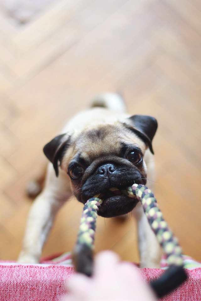 How to stop pugs from biting