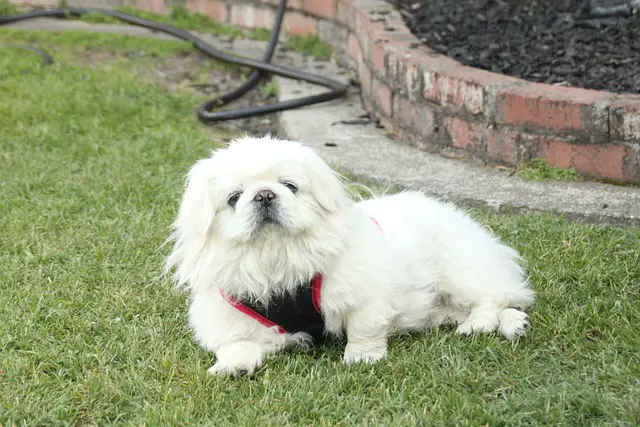 Pekingese Basic training