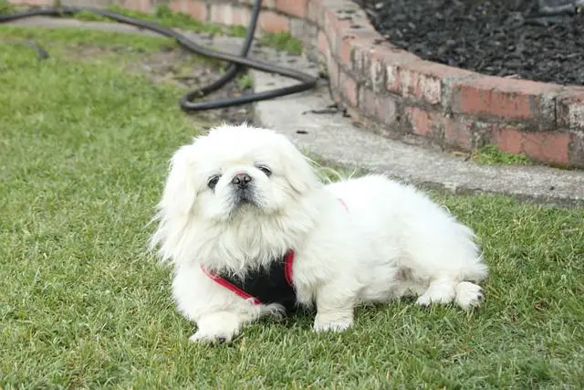 How long can Pekingese be left alone?