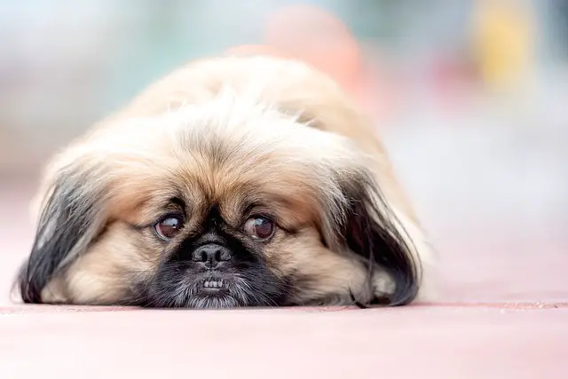 Reasons Why the Pekingese Might Cry