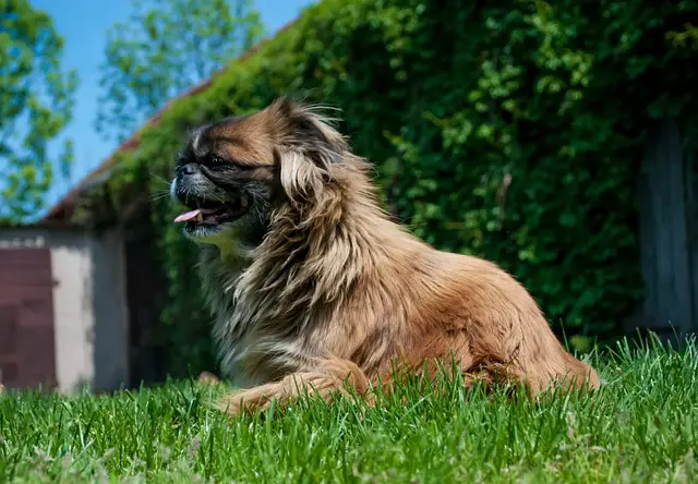 reasons why your Pekingese might be barking so much