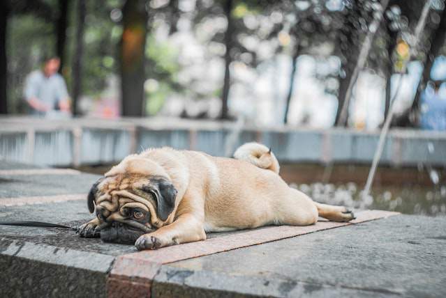 Common Pug Stomach Problems
