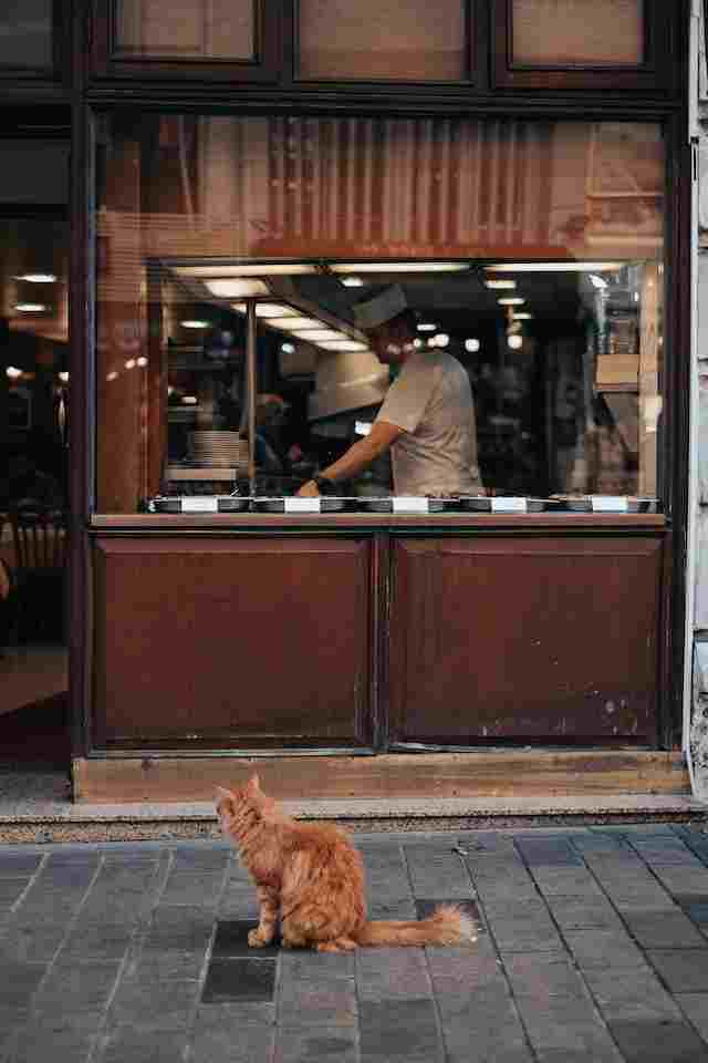 Why Do Cats Hang Around My House [11 Reasons]