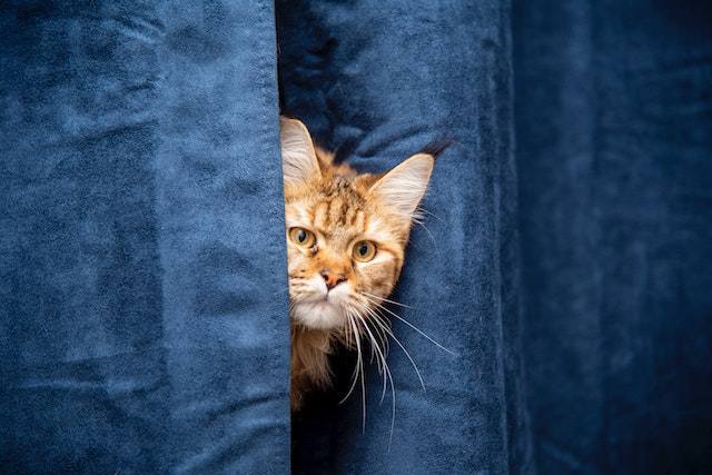 Reasons why a new cat may be hiding