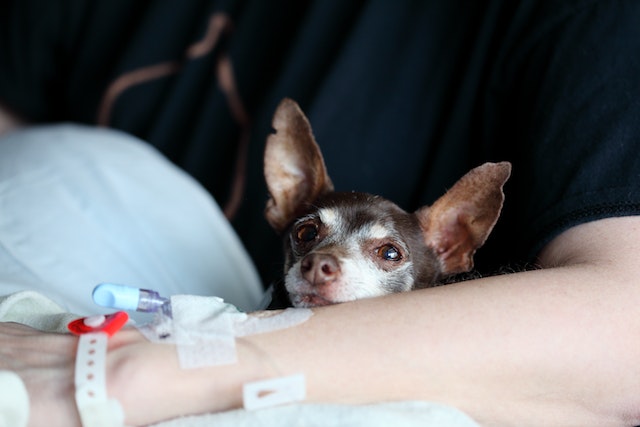 Dental problems in Chihuahuas