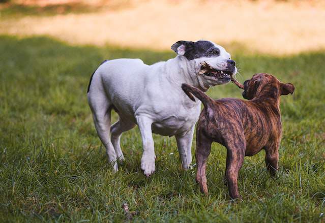 Strategies to Manage Dog Possessive of Toys With Other Dogs