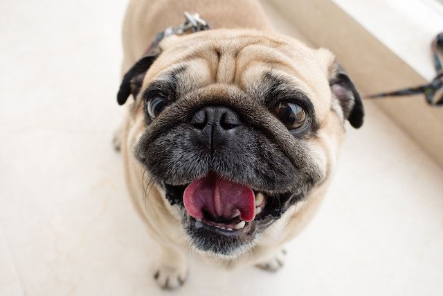 Brachycephalic Airway Syndrome (BAS) in pug