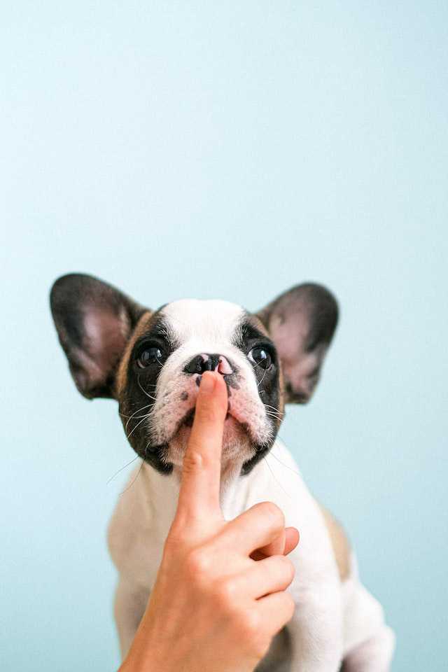 Tips to manage your dog excessively licking your hand