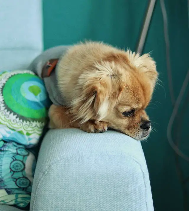 Pekingese dogs are prone to breathing problems