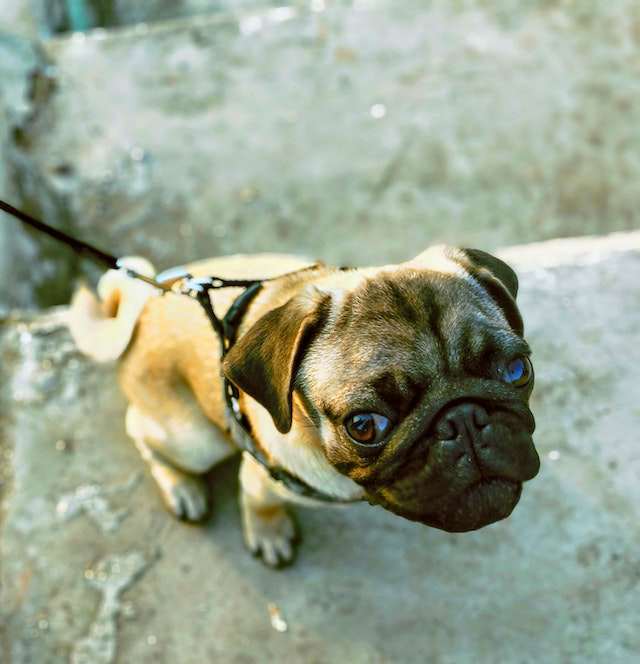 Reasons why pugs may engage in digging behavior