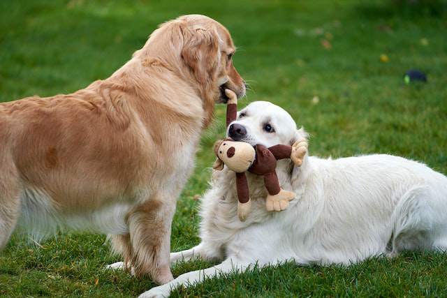 Signs of Toy Possessiveness in Dogs