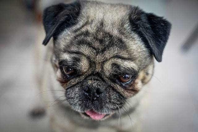 Signs of Pug Allergies