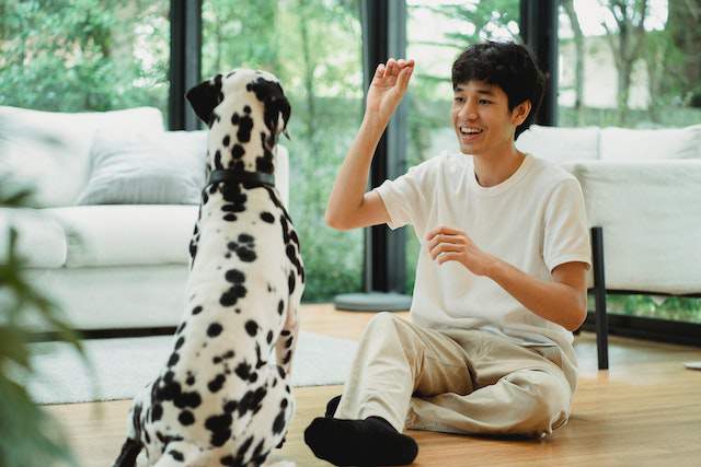 Dog Positive Reinforcement Training Tips