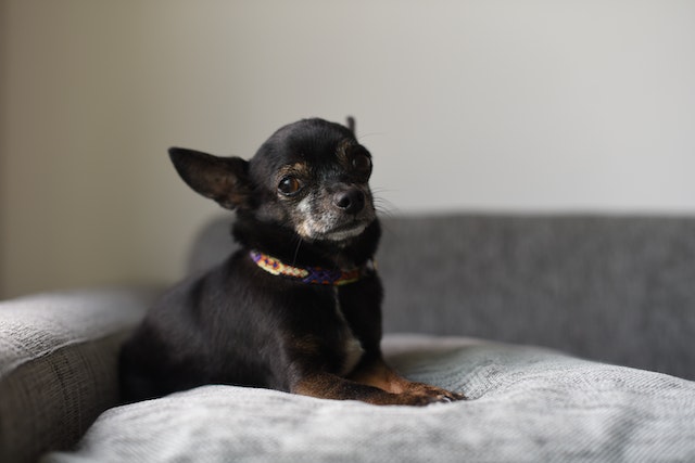 Ways to keep your Chihuahua healthy