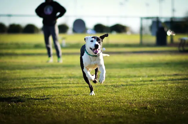 Tips for Preventing Dogs from Running Away