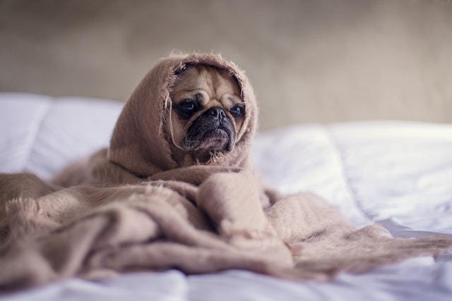 Continuous loss of appetite in pugs