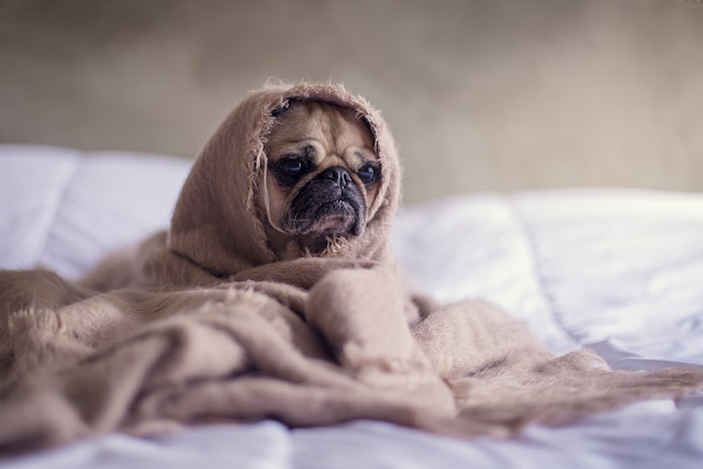 How to avoid pug health problems