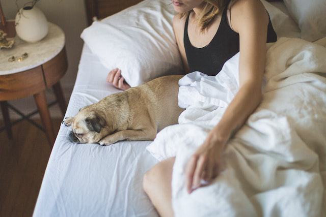 How to address excessive sleeping in pugs