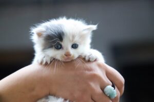 13 Hints On How To Raise A Kitten To Be Cuddly