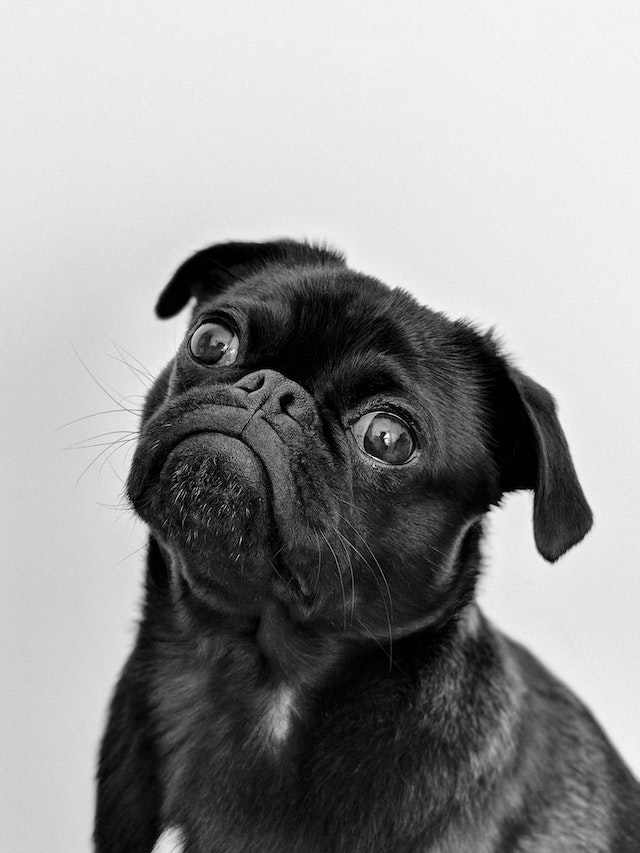 Pugs have Curious Tilts