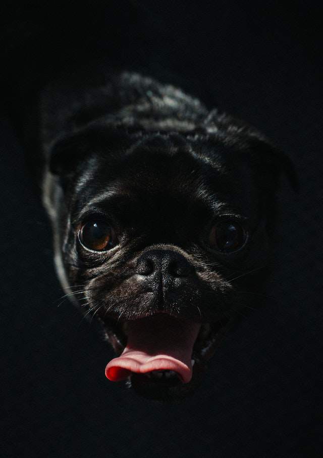 Reasons Why Your Pug is Biting