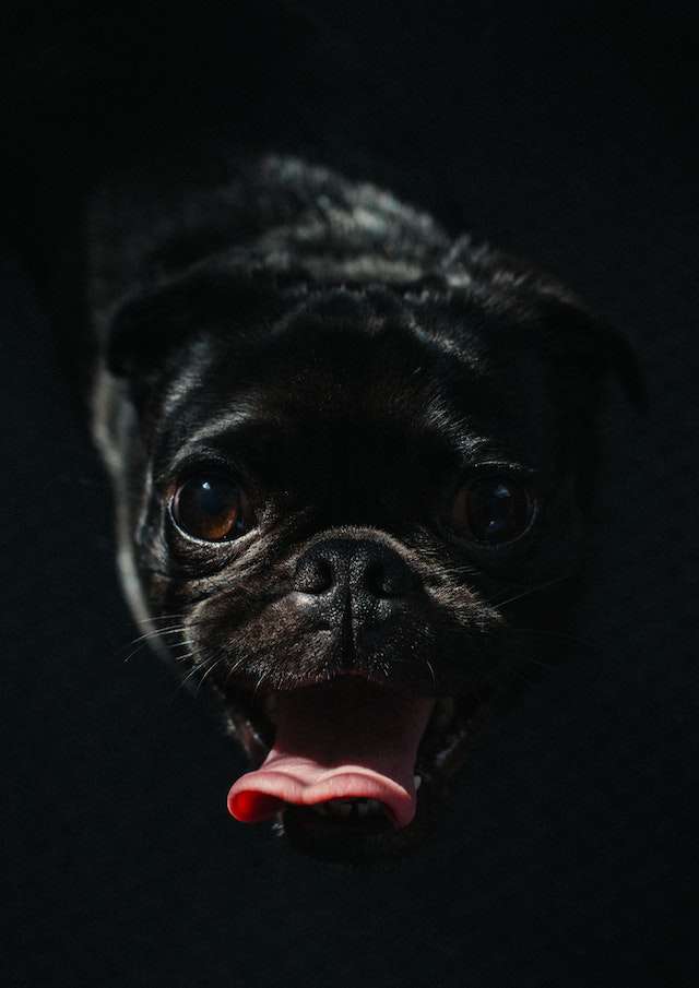How to Stop Excessive Licking in Pugs