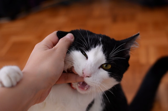Managing a serious cat bite while you sleep