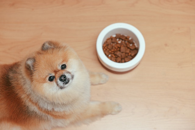 Reasons For Dog Stomach Gurgling Not Eating